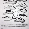 kretania sephirus kubanensis first description 7